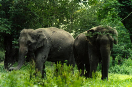 Wild Elephant Valley